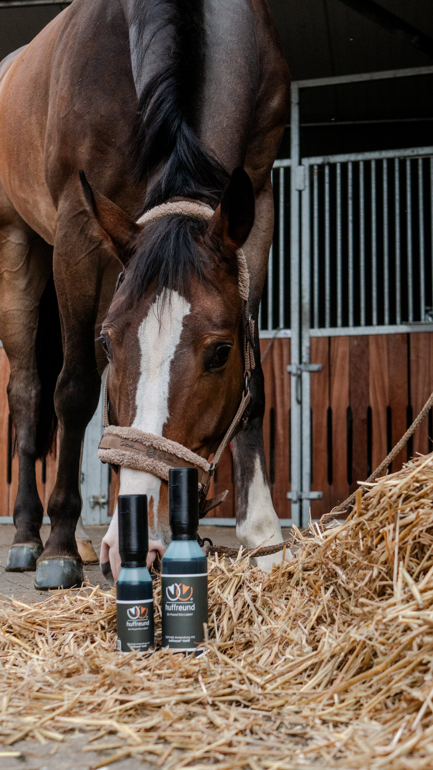 huffreund-Pinselflaschen gefüllt mir Huföl stehen vor einem schnuppernden Pferdekopf im Hintergrund. 